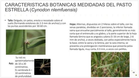 Pasto Estrella Cynodon Nlemfuensis Pptx