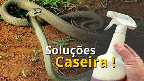 Como Espantar Cobras Do Quintal Ou S Tio Solu Es Caseiras