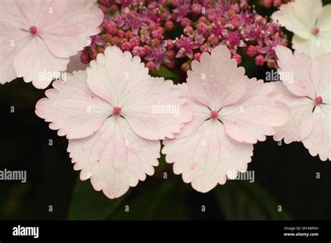 Nadeshiko Flower Hi Res Stock Photography And Images Alamy