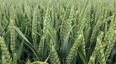 Wheat Farming । शेतकऱ्यांनो गव्हाच्या पिकाला किती दिवसांनी पाणी द्यावे