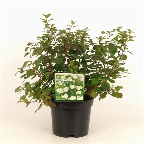 Spierstruik Spirea Betulifolia Tor Tuinplantenbezorgd Nl