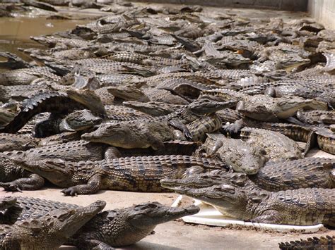 Victoria Falls Crocodile Ranch | Crocodile party, Crocodile, Crocodiles