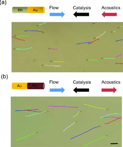 Directional Collective Motion Of Bimetallic Micromotors A For Rh−au Download Scientific