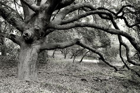 Giant Oak Photograph By Eric Foltz Fine Art America