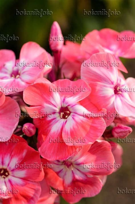 Bild Staudenphlox Phlox Paniculata Eva Foerster Bilder