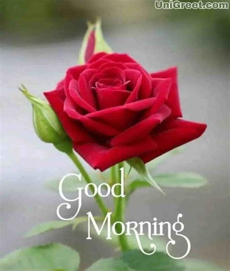Good Morning With A Stunning Rose Bouquet Start Your Day With Beauty