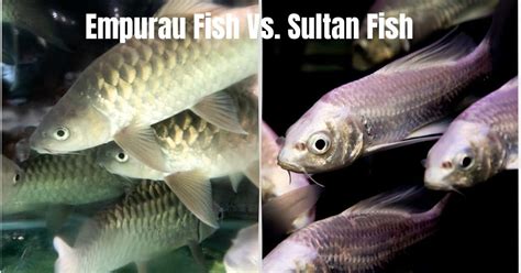 Empurau Fish vs Sultan Fish: A Friendly Face-off of Two Exquisite ...