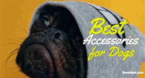 15 Best Dog Accessories That Are A Must For Dog Lovers Ihomepet