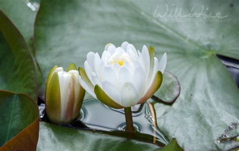 Okefenokee Swamp Plants