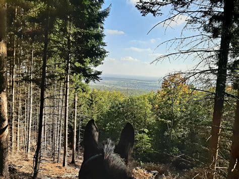 Saisonende im goldenen Herbst Geführte Wanderritte im Elsass und den