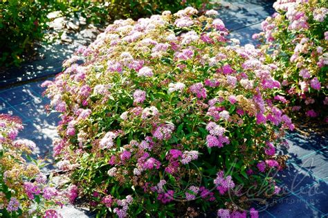 Спирея японская (Spiraea japonica `Genpei`) - Спирея японская - Спирея ...