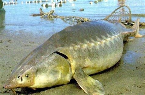 Kaluga Sturgeon | Endangered animals, Fish pet, Animals