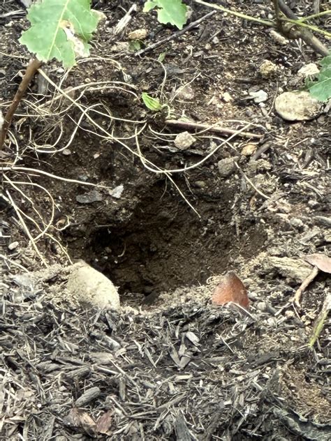 Dug up 2 bee ground nests last night. SE Connecticut. Raccoon? : r