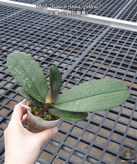 Phal. Taisuco Anna (peloric) 2.5"