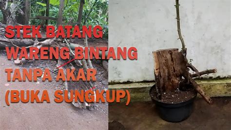 Buka Sungkup Bahan Bonsai Wareng Bintang Hasil Stek Batang Youtube