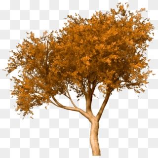 Tubes Arbres Et Verdures Fall Tree Png Transparent Png X