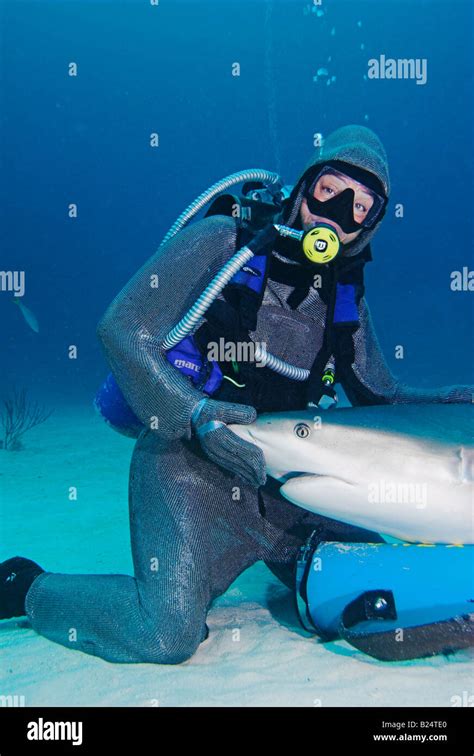 Chain Mail Clad Scuba Diver With Caribbean Reef Shark Carcharhinus