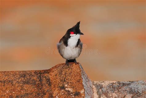Red Whiskered Bulbul Bird Stock Image Image Of Bulbul 125518805