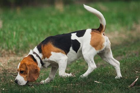 Beagle Dog Breed: Info, Pictures, Facts & Traits – Dogster