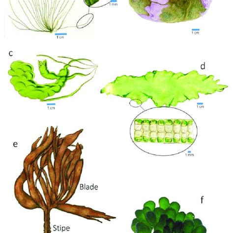 Pdf Entry Macroalgae