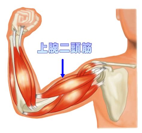 筋肉には伸びると縮む役割がある♪ | 島迫朋実公式ブログ