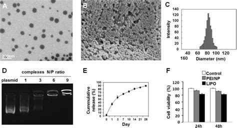 The Characterization And Evaluation Of The Pei Modified Plga