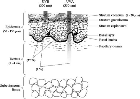 Schematic Representation Of Human Skin Structure Typical Optical Download Scientific Diagram