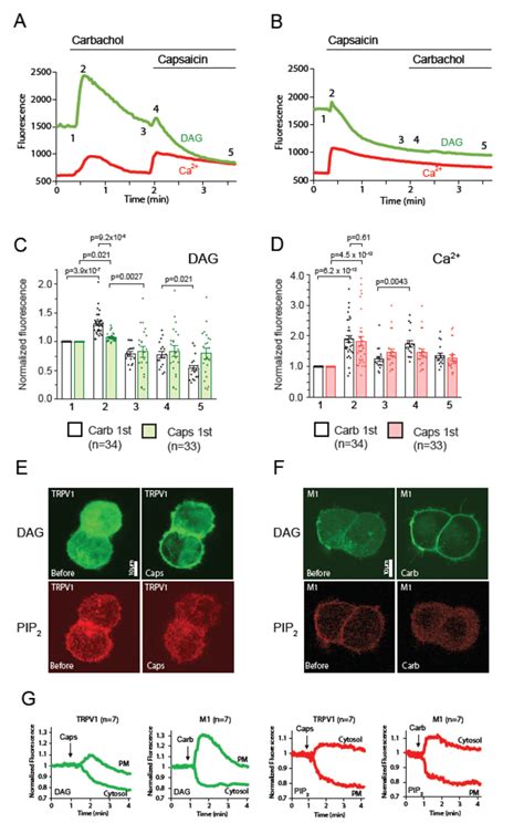 Trpv1 Activation Induces A Transient Increase In Dag Levels An