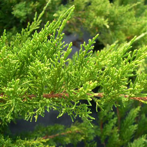 Juniperus Chinensis Hetzii Columnaris Horsford Gardens And Nursery