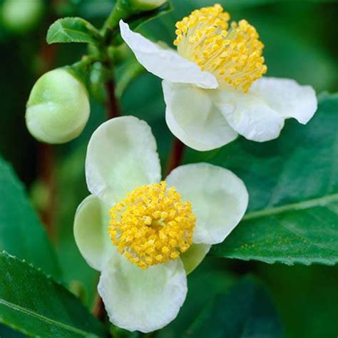 tea plant  potted yougarden