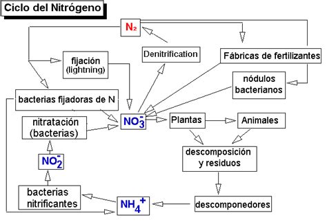 Ciclos Bio Geo Qu Micos En Ciclo Del Nitr Geno Escuela