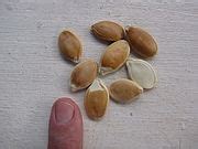 Category:Cucurbita maxima (seeds) - Wikimedia Commons