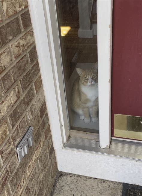 He Still Hasnt Figured Out How To Use The Cat Door Installed In The