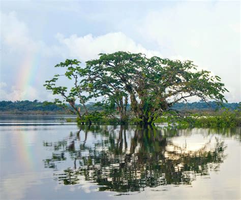 La Ia Y La Conservación Ambiental De Dónde Venimos Y Hacia Dónde Vamos Foro Económico Mundial