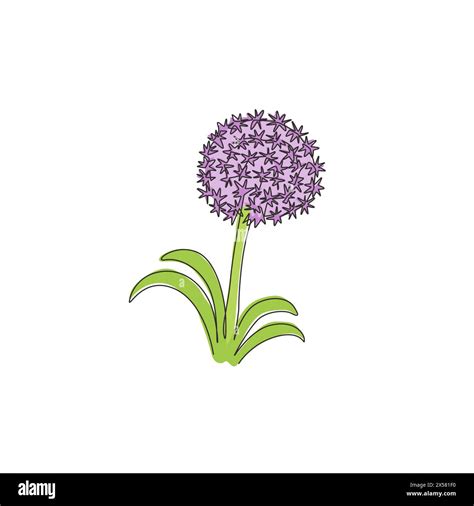 Allium Giganteum Allium Giganteum Stock Vector Images Alamy