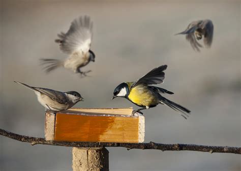 Tips To Attract Birds To Your Yard In Fall And Winter