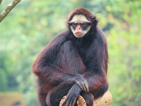 Até 95 de espécies de plantas e animais da Amazônia podem ter sido