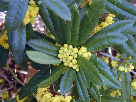 Berberis x julianae