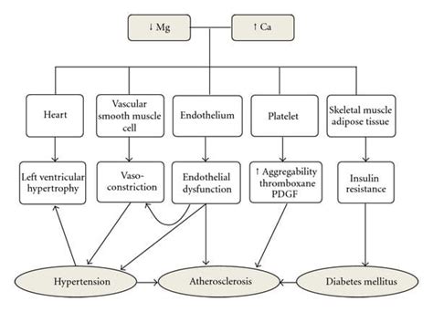 Why Magnesium Is Important For Blood Pressure? (Part 2) - EP Wellness ...