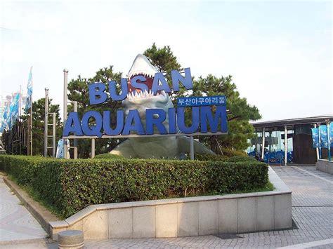 SEA LIFE Busan Aquarium & getting there - KoreaToDo