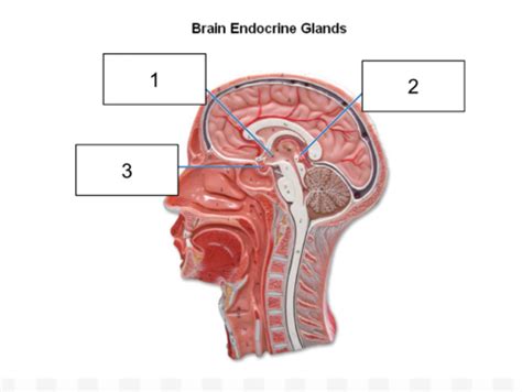 Exam Endocrine System Hematology And Lymphatics Biol L