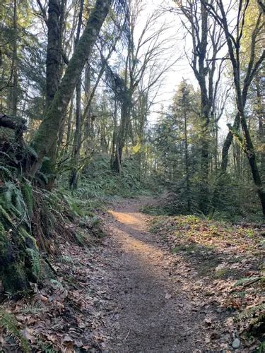 Best Moderate Trails In Squak Mountain State Park Alltrails