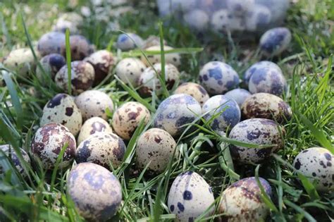 Élever des cailles pour la viande et les œufs meilleurs conseils