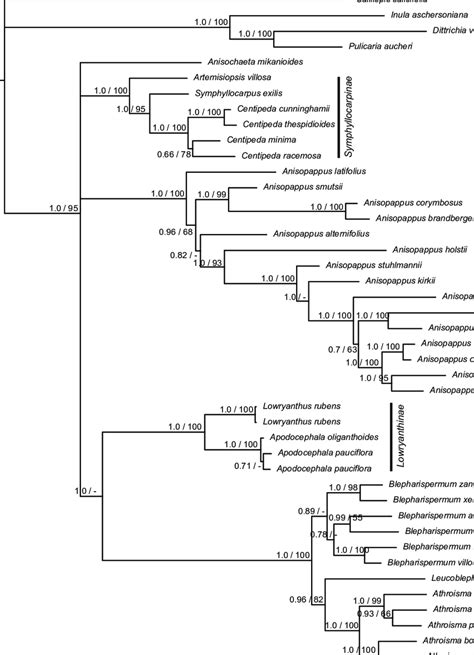 Bayesian Fifty Percent Majority Rule Consensus Tree From An Analysis Of