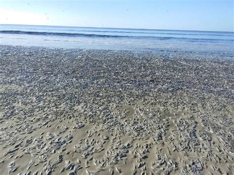 Aparecen M S De Toneladas De Sardinas Muertas En Una Playa Radio