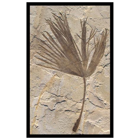 Large Palm, Frond Stone Fossil Wall Art Sculpture at 1stdibs