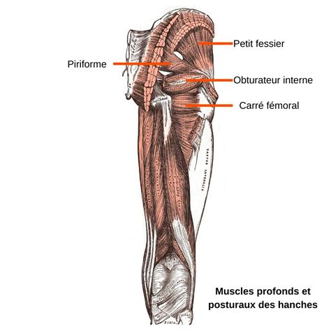 Guide des étirements des fessiers pour la musculation