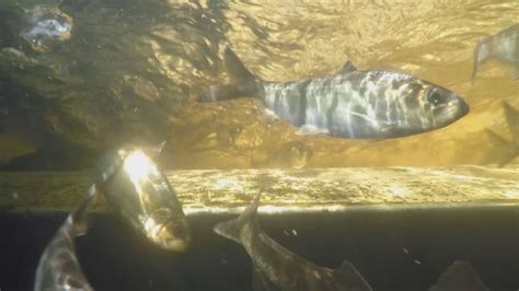 Fish Counting Ai Developed In Ns Could Help Avert Fish Kills At