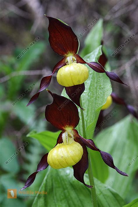 Frauenschuh Bild Bestellen Naturbilder Bei Wildlife Media