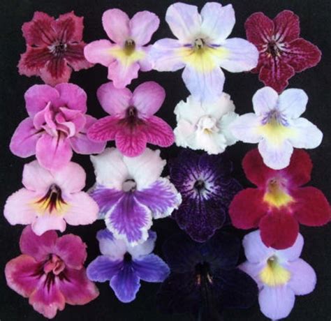 Стрептокарпус - описание, размножение, уход, сорта и виды с фото